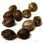 Семена марихуаны АК-47  (Seeds AK-47) в Вихоревке